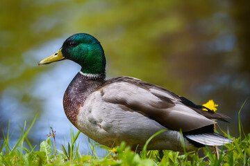 Mallard male duck. Anas platyrhynchos