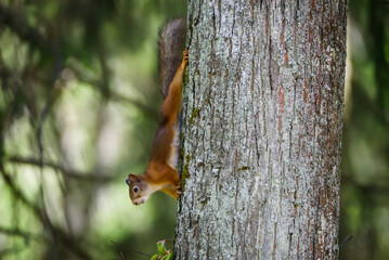 Selective focus photo. Squirrel on tree trunk.