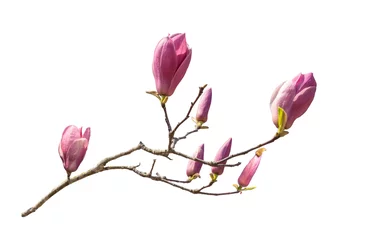 Zelfklevend Fotobehang magnolia flower spring branch isolated on white background © xiaoliangge