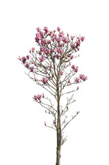 Obraz na płótnie Canvas magnolia flower spring branch isolated on white background