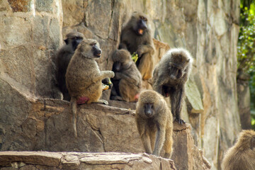 A herd of baboons basking on hot stones and taking care of their fur.