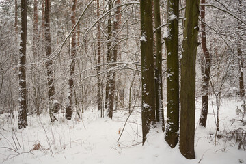 zimowe drzewa  © Marcin Łazarczyk