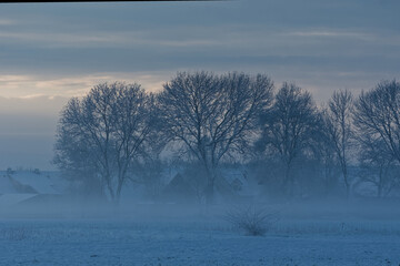 tree in the snow