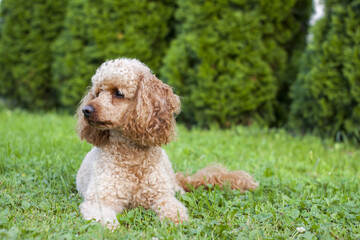 Fototapeta premium Medium apricot-colored poodle lying on the grass surrounded by greenery and posing proudly for photos.