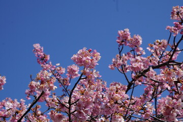 河津桜と青空