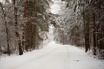 leśna zimowa ścieżka