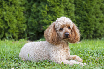 Medium apricot-colored poodle lying on the grass surrounded by greenery and posing proudly for photos.