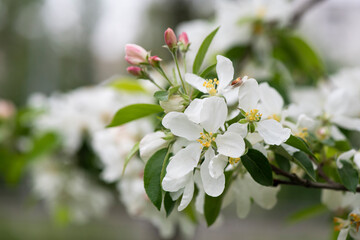 Obraz na płótnie Canvas Nice spring time apple tree branch with white flowers blossom macro