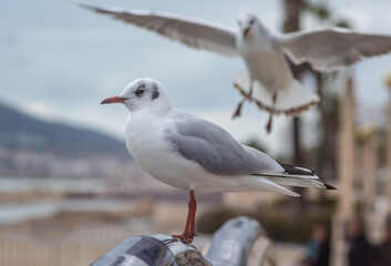 Fototapeta premium Altea City, Alicante, Spain