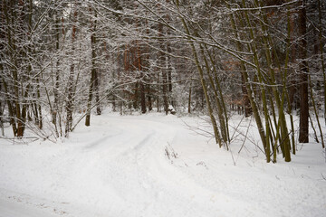 leśna zimowa ścieżka