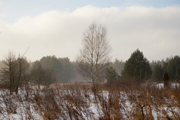 zimowe drzewa ,łąka