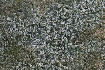 frost on grass and weeds on an icy winter morning