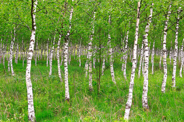 Naklejka premium Young spring birch grove. Colorful forest landscape with trees