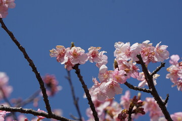河津桜と青空