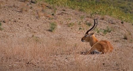 Antilope