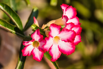 Variety of pink Bignonia flowers or Adenium flowers