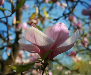 Delicate pink blossoming magnolia flower against the background of a blossoming tree and blue sky