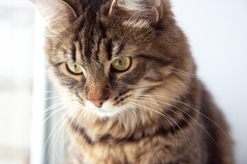 Funny gray tabby cute cat with beautiful big eyes on light background. Lovely fluffy pet is gazing curiously. Side view