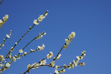 青空の梅の花