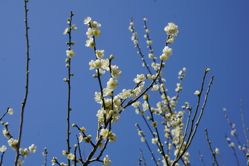 青空の梅の花