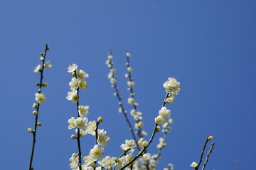 青空の梅の花