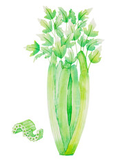 Watercolor illustration fresh green celery with leaves and slices, hand painted watercolor on paper