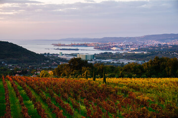 Fototapeta na wymiar Wine yard during sunset time with city and sea behind. 