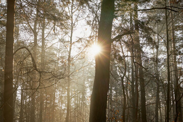 zimowe drzewa  © Marcin Łazarczyk