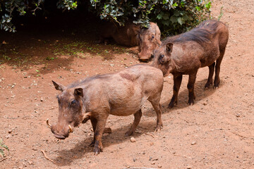 portrait of warthot in the savannah