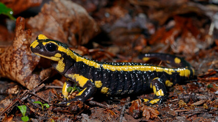  Fire salamander (Salamandra salamandra terrestris) - Germany // Feuersalamander (Salamandra...