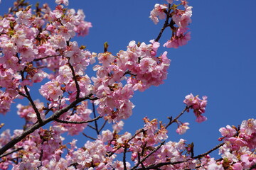 河津桜