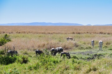 group of warthot in the savannah