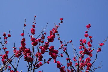 青空の紅梅
