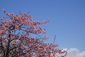 青空と河津桜