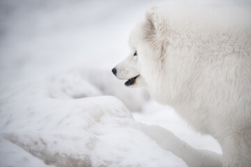 Samoyed white dog muzzle close up is on Saulkrasti beach