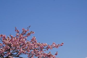 青空と河津桜