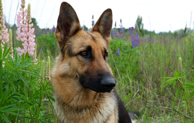German Shepherd for a walk on a green, summer field among blooming lupines