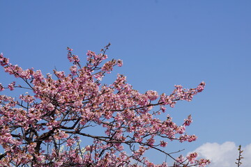 青空と河津桜