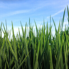 Fototapeta na wymiar a stunning rice field view from Ubud Bali Indonesia