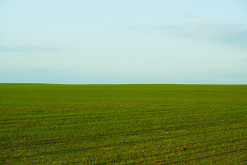 Natural background. Green moss texture close-up with shallow depth of field. Sunlight.