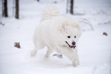 Samoyed white dog is running on snow outside