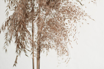 Dry grass or sedge close-up. Natural background.
Set the fashion trend in champagne color