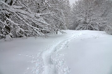 Forest in snowy winter landscape: Tree branches covered with fresh snow after a heavy snowfall
