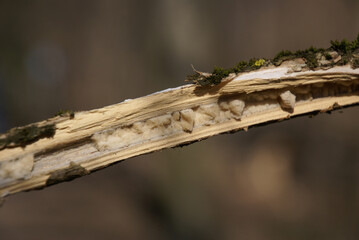 Ast abgebrochen offenes Mark 416253445