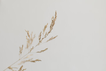 Dry grass close up on a light white background