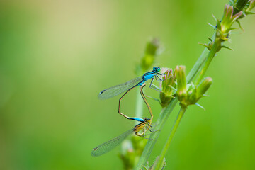 Coenagrion puella. two dragonflies on a green branch, place for text. a pair of dragonflies mate in a bright and green natural environment. close-up. light green background. blue and yellow dragonfly