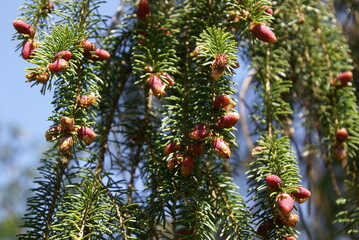Austreibende Zapfen bei Fichte 416253467 rote Fichtenzapfen in klein