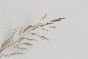 Dry grass close up on a light white background