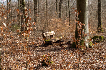 Seating group in the forest in the sunlight