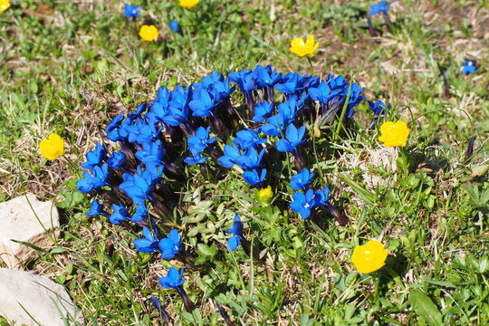 Fr&uuml;hlings-Enzian, Schusternagerl, Schustern&auml;gele, Rauchfangkehrer, Himmelsbl&auml;ueli, Herrgottsliechtli, Tintabluoma oder Himmelsstengel (Gentiana verna). Seiser Alm, Dolomiten, S&uuml;dtirol 